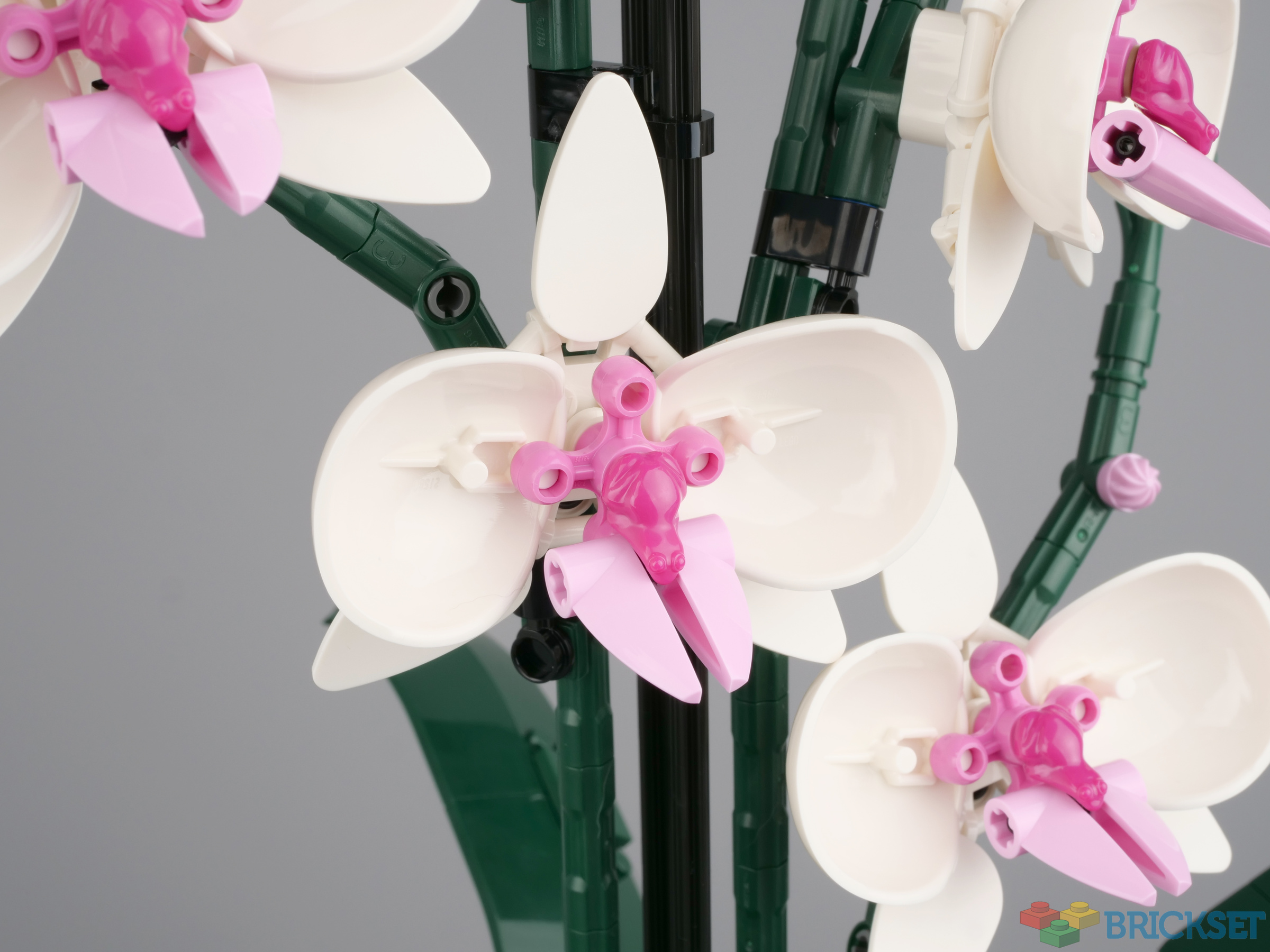 Review: LEGO 10311 Orchid (2022 Botanical Collection) - Jay's