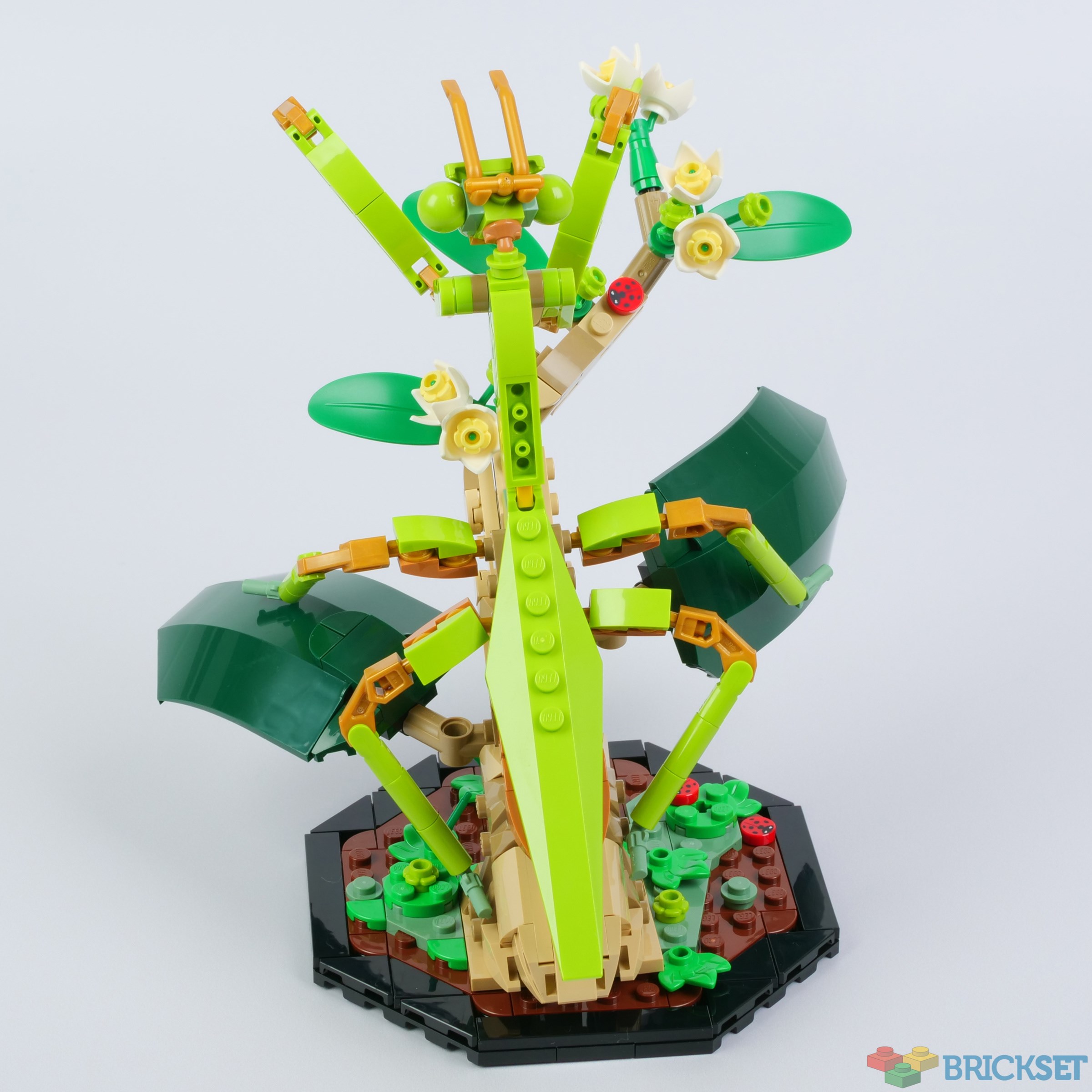 LEGO 21342 The Insect Collection, part two review | Brickset