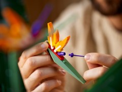 Bird of Paradise, zdjęcie 4