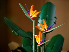 Bird of Paradise, zdjęcie 5