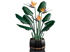 Bird of Paradise, zdjęcie 8