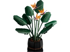 Bird of Paradise, zdjęcie 9