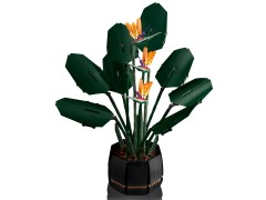 Bird of Paradise, zdjęcie 10