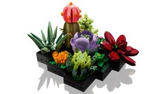Succulents, zdjęcie 3