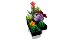 Succulents, zdjęcie 4