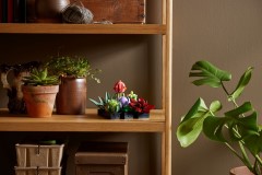 Succulents, zdjęcie 9