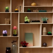 Succulents, zdjęcie 10