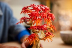 Japanse esdoorn bonsaiboompje LEGO-set afbeelding 7