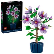 Hibiscus, zdjęcie 4