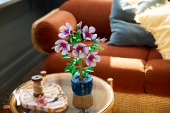 Hibiscus, zdjęcie 9