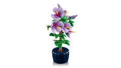 Hibiscus, zdjęcie 11