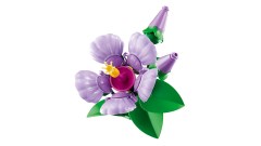 Hibiscus, zdjęcie 12