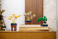 Mini Bonsai Trees, zdjęcie 11