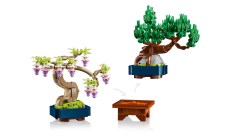 Mini Bonsai Trees, zdjęcie 14