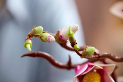 Magnoliatakken LEGO-set afbeelding 13