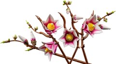 Magnoliatakken LEGO-set afbeelding 6