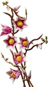 Magnoliatakken LEGO-set afbeelding 7