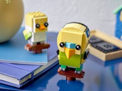Budgie and Chick, zdjęcie 6