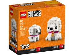 Poodle, zdjęcie 2