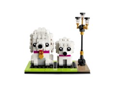 Poodle, zdjęcie 4