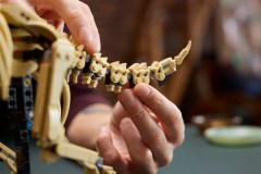 Dinosaurusfossielen: Triceratops LEGO-set afbeelding 10